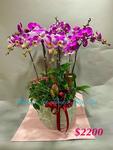 Orchid Phalaenopsis Gift Set - CODE 1146